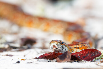 An absolutely *gorgeous* corn snake (Pantherophis guttatus), also nicknamed the red rat snake, crawling on white sand in Highlands Hammock State Park, Florida
