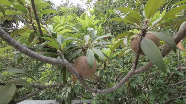 Ripe Sapodilla Fruits Hanging from Tree Branch - Tropical Fruit Stock Footage