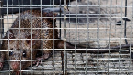 Obraz premium Captured Rodent: A Brown Rat Trapped in a Metal Cage, Desperate Rat in a Wire Trap: Close-up of a Wild Animal in Captivity