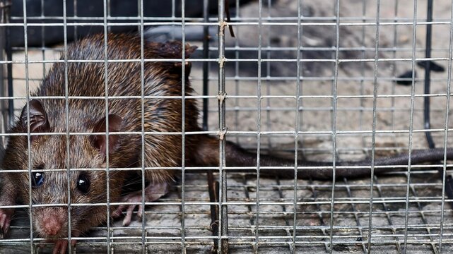 Captured Rodent: A Brown Rat Trapped in a Metal Cage, Desperate Rat in a Wire Trap: Close-up of a Wild Animal in Captivity