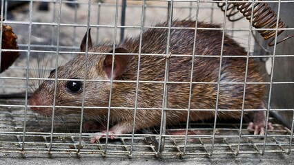 Brown Rat Trapped in a Metal Cage, Close-Up of a Rodent in a Live Animal Trap