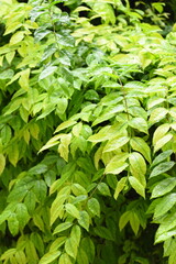 green leaf fence in the garden, natural background in springtime
