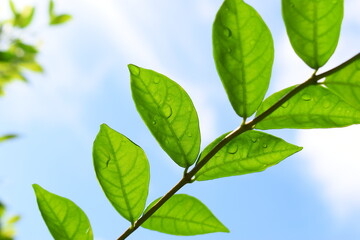 green leaf with water drop in the garden, blue sky and white cloud background in springtime