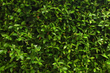 green leaf fence in the garden, natural background in springtime