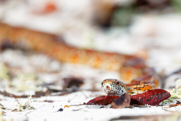 An absolutely *gorgeous* corn snake (Pantherophis guttatus), also nicknamed the red rat snake,...