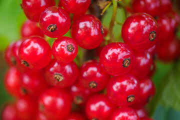 Detail of red currant berries growing outdoors. 
