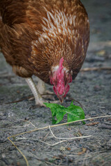 Head of a chicken eating a green leaf from the ground. 
