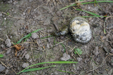 Whitish chicken droppings lying on the ground. 
