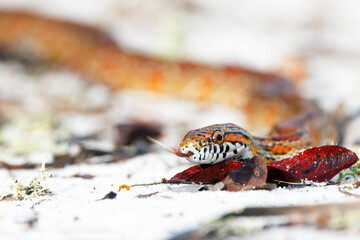 An absolutely *gorgeous* corn snake (Pantherophis guttatus), also nicknamed the red rat snake, crawling on white sand in Highlands Hammock State Park, Florida