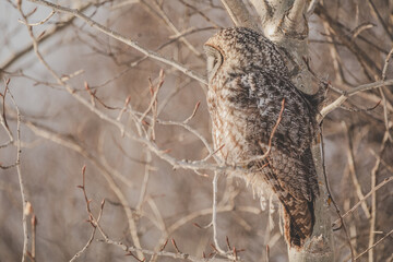 sleepy great grey owl