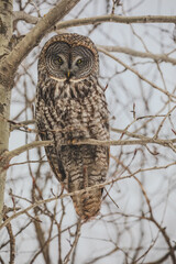 great grey owl