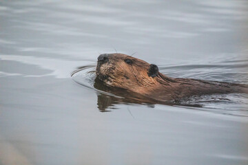 beaver swimming around
