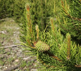 Lodgepole Pine (Pinus contorta) green pinecone in Beartooth Mountains, Montana