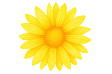 Close-up of a bright yellow daisy flower with a transparent background, perfect for adding a touch of nature to any design