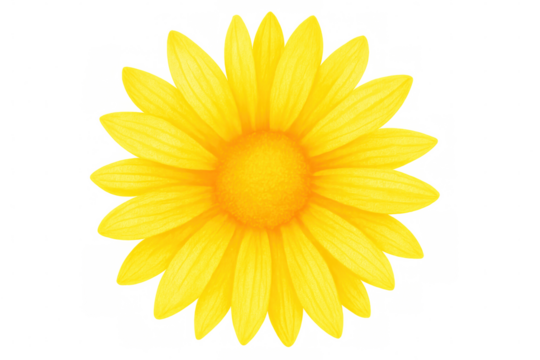 Close-up of a bright yellow daisy flower with a transparent background, perfect for adding a touch of nature to any design