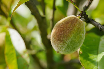 Unripe peach on a tree branch in close-up. 
