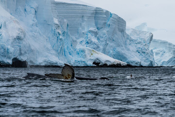 Close-up of the tail of a diving humpback whale -Megaptera novaeangliae. Image taken in the Graham...