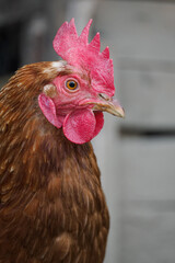 Detail of a brown hen’s head on a farm. 
