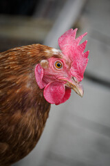 Detail of a brown hen’s head on a farm. 
