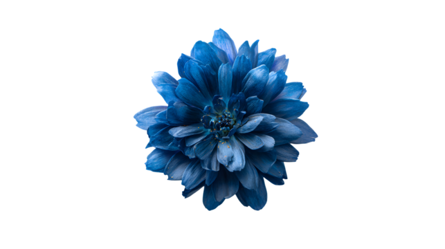 A close up of a vibrant blue flower against transparent background