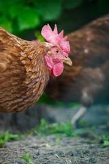 Detail of a brown hen’s head on a farm. 
