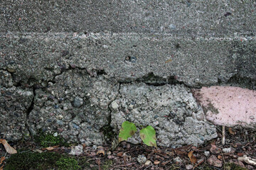 close-up of a concrete foundation or wall exhibiting signs of wear and cracking. close-up of spalling and revealed aggregate. abstract construction background with copy space