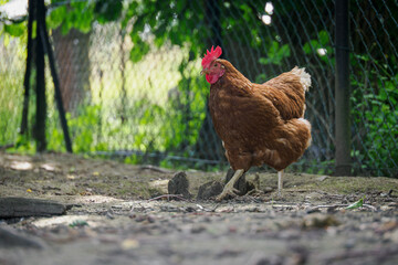 Older brown hen outdoors in a green farmyard setting. 
