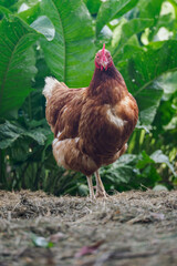 Older brown hen outdoors in a green farmyard setting. 
