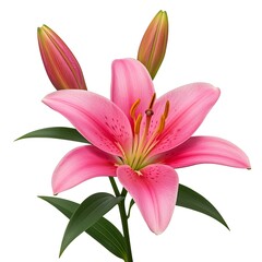 Fototapeta premium Beautiful Pink Lily Blossom with Buds and Lush Green Leaves Isolated on White Background Floral Beauty Studio Shot