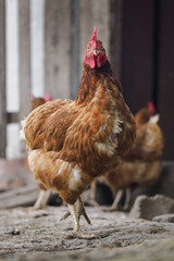 Older brown hen outdoors in an enclosure with a wall in the background on a farm.