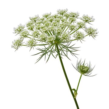 Delicate Queen Annes Lace Flower with Buds Isolated on White Background Close Up Detail Botanical Beauty Wildflower Meadow