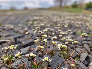 flowers in the gravel