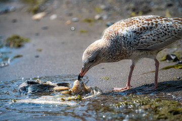 seagull on the beach