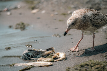 seagull on the beach