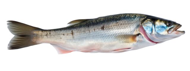 silver fish isolated on white background