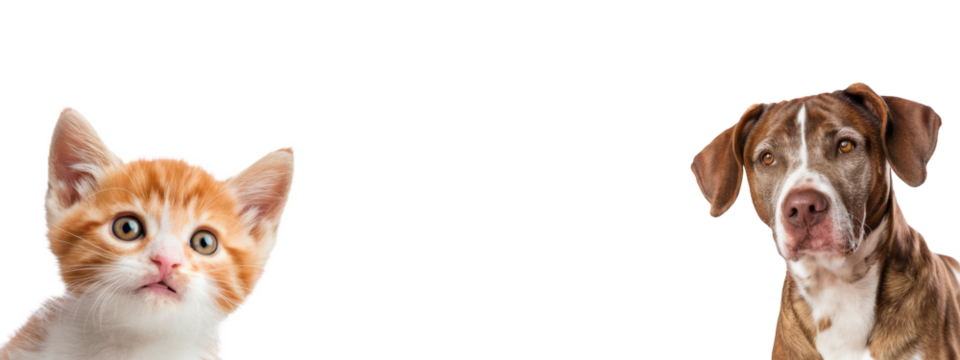 curious kitten and dog peek out on white background