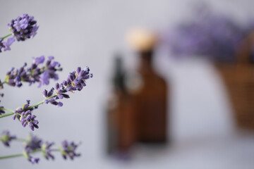 Fresh lavender sprigs arranged with bottles of essential oils in the background. 