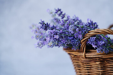 A delicate arrangement of fresh lavender sits in a woven basket, showcasing vibrant purple flowers against a soft background. Perfect for home decor or gifting.