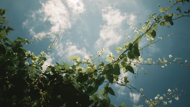 branch of a willow, green leaves on a branch and blue sky