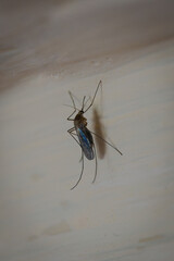 Detail of a mosquito sitting on an indoor wall. 
