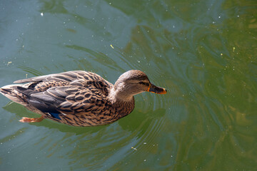 A small brown duck swimming