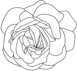 sketch of a flowe