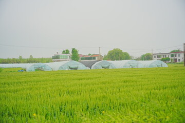 Nantong, Jiangsu, China: 04 21 2025: Beautiful Jiangsu traditional Chinese village landscape 