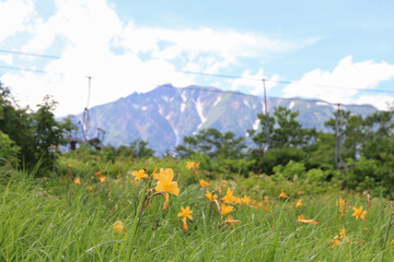 白馬,小遠見山の風景、石畳の湿原にて。唐松岳をバックにニッコウキスゲ。
