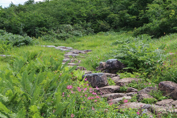 白馬,小遠見山の風景、石畳の湿原にて。
