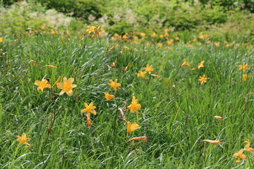 白馬,小遠見山の風景、石畳の湿原にて。ニッコウキスゲ。
