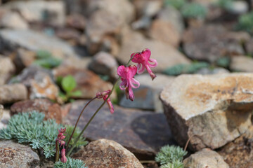 白馬,小遠見山の風景、白馬五竜高山植物園。コマクサ。