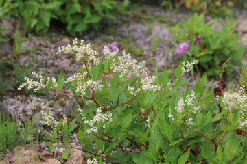 白馬,小遠見山の風景、白馬五竜高山植物園。オヤマソバ