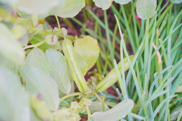 Nantong, Jiangsu, China: 04 21 2025: Beautiful Jiangsu Nantong traditional Chinese building and spring landscape