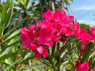 beautiful Oleander flowers in the garden